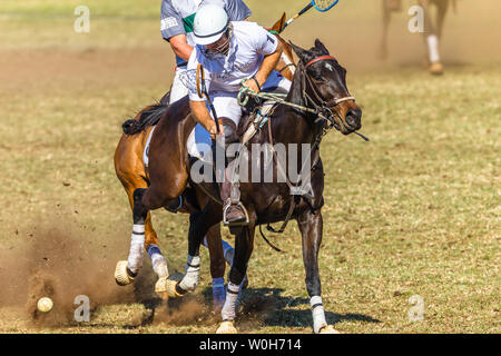 Polocrosse sport équestre poney cheval-cavalier joueurs libre de jeu rapide à l'action. Banque D'Images