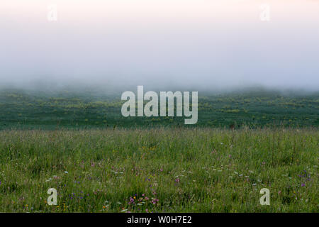 Wild grass meadow minimaliste sous brouillard dence sans arbre à matin d'été. Banque D'Images