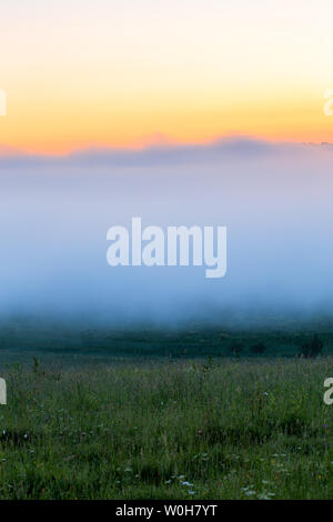 Wild grass meadow minimaliste sous brouillard dence sans arbre à matin d'été. Banque D'Images