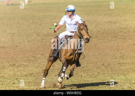 Polocrosse sport équestre poney cheval-cavalier joueurs libre de jeu rapide à l'action. Banque D'Images