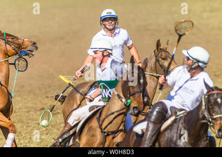 Polocrosse sport équestre poney cheval-cavalier joueurs libre de jeu rapide à l'action. Banque D'Images