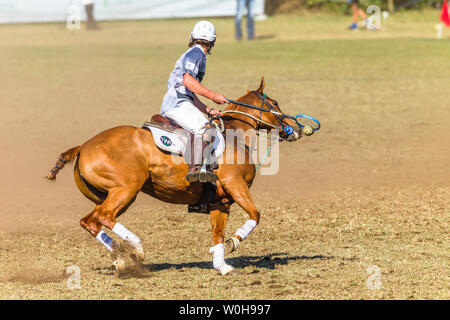 Polocrosse sport équestre poney cheval-cavalier joueurs libre de jeu rapide à l'action. Banque D'Images