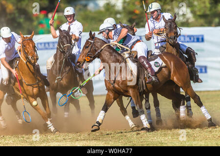 Polocrosse sport équestre poney cheval-cavalier joueurs libre de jeu rapide à l'action. Banque D'Images