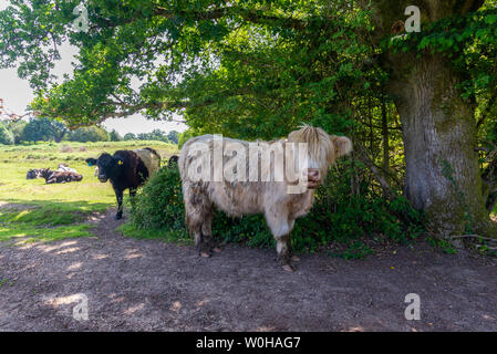 Vaches debout à l'ombre d'un arbre par temps chaud, Fritham, New Forest, Hampshire, Angleterre, Royaume-Uni, juin 2019 Banque D'Images