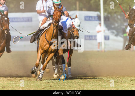 Polocrosse sport équestre poney cheval-cavalier joueurs libre de jeu rapide à l'action. Banque D'Images