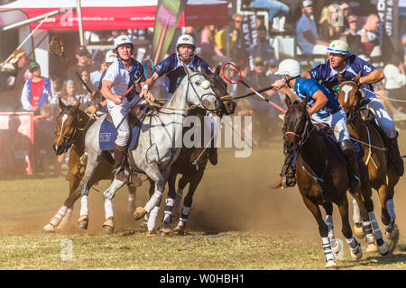 Polocrosse sport équestre poney cheval-cavalier joueurs libre de jeu rapide à l'action. Banque D'Images