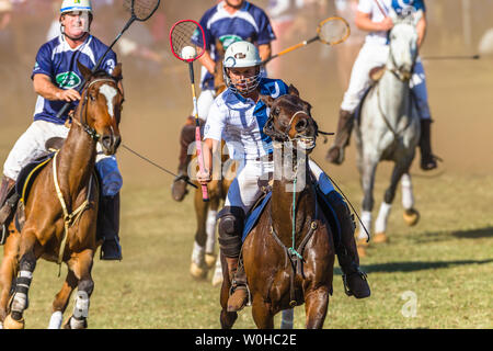 Polocrosse sport équestre poney cheval-cavalier joueurs libre de jeu rapide à l'action. Banque D'Images