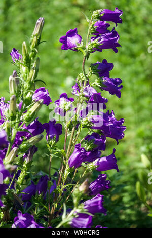 Canterbury Bells, Campanula medium 'Single Blue' Banque D'Images