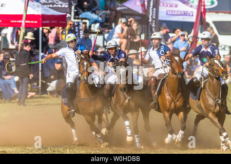 Polocrosse sport équestre poney cheval-cavalier joueurs libre de jeu rapide à l'action. Banque D'Images