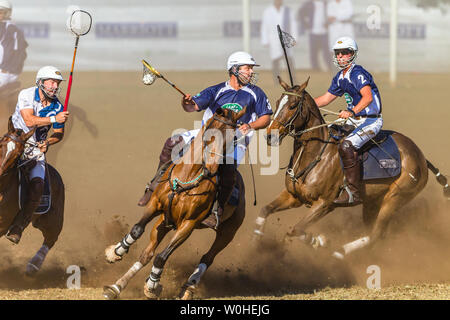 Polocrosse sport équestre poney cheval-cavalier joueurs libre de jeu rapide à l'action. Banque D'Images