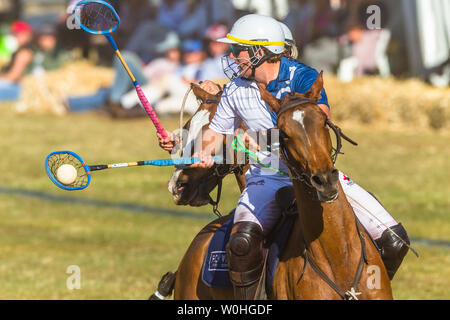 Polocrosse sport équestre poney cheval-cavalier joueurs libre de jeu rapide à l'action. Banque D'Images