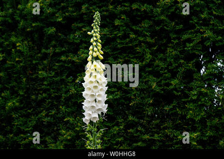 Un gant de bœuf à fleurs blanches (Digitalis purpurea F. albiflora) Banque D'Images