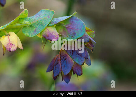 Un honeywort 'Purpurascens' (Cerinthe major 'Purpurascens') Banque D'Images