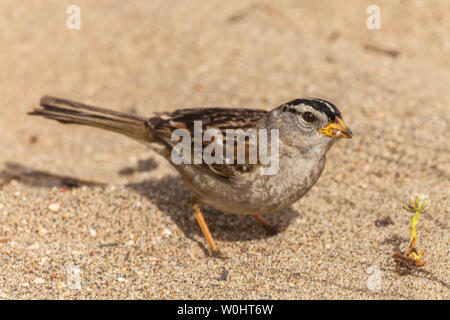 Un bruant à couronne blanche est à la recherche de nourriture parmi la végétation à la plage de dunes de sable, Point Reyes National Seashore, California, United States. Banque D'Images