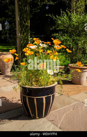 Pavot de Californie La Californie, Mission Bells, Eschscholzia californica, Banque D'Images