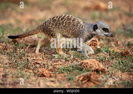 Meerkat (Suricata suricatta), adulte, d'exécution, Oudtshoorn, Western Cape, Afrique du Sud Banque D'Images