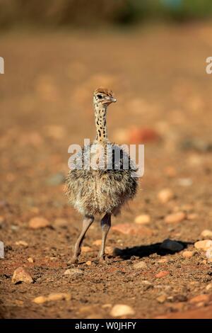Autruche d'Afrique du Sud (Struthio camelus australis), chick, Oudtshoorn, Western Cape, Afrique du Sud Banque D'Images