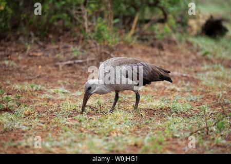 (Bostrychia hagedash Ibis hagedash), des profils, de l'alimentation rechercher, Addo Elephant National Park, Eastern Cape, Afrique du Sud Banque D'Images