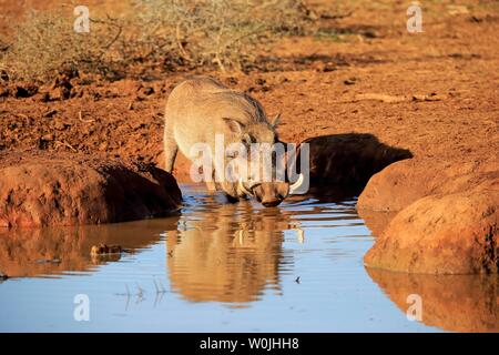 Phacochère (Phacochoerus aethiopicus), adulte, homme d'alcool au point d'Addo Elephant National Park, Eastern Cape, Afrique du Sud Banque D'Images