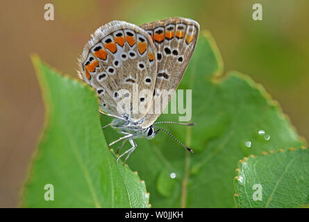 Papillon bleu commun sur une feuille verte dans le jardin Banque D'Images