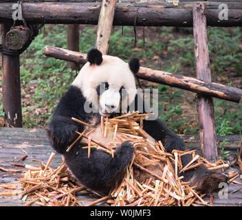 Manger des pandas bamboo Banque D'Images