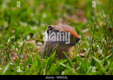 Petit Chien de prairie peeking out de son trou pour prendre une collation Banque D'Images