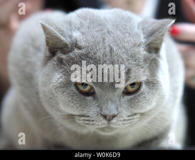 Mai 2019 - Face d'un arbre Chat - British Shorthair gris à la Direction de l'appareil photo Banque D'Images