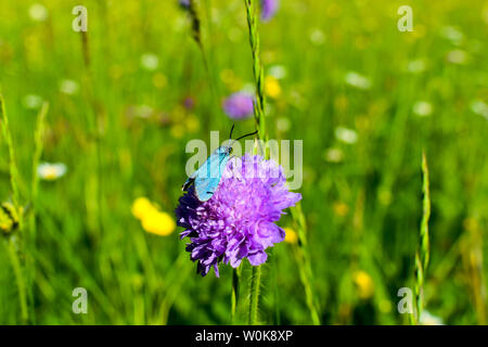 Le forestier (Adscita statices vert) sur fleur. Banque D'Images