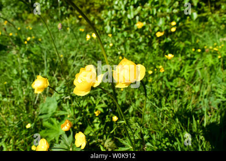 Globeflower (Trollius altissimus), fleurs jaunes en fleur. Banque D'Images