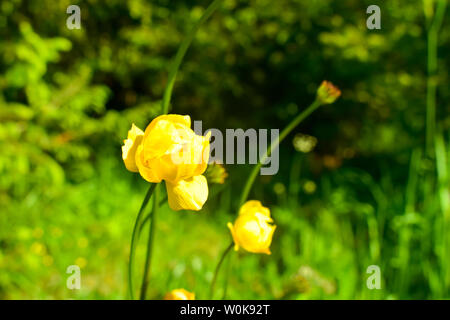 Globeflower (Trollius altissimus), fleurs jaunes en fleur. Banque D'Images