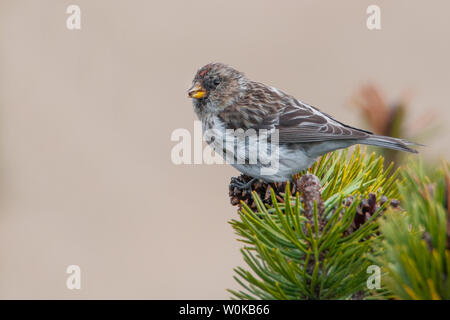 Sizerin flammé (Acanthis moindre cabaret), belle songbird assis sur un pin de montagne dans l'après-midi, le Parc National Krkonoše, République Tchèque Banque D'Images