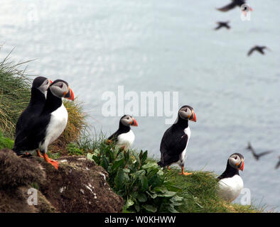Les macareux, Galta mor, îles Shiant, Ecosse Banque D'Images
