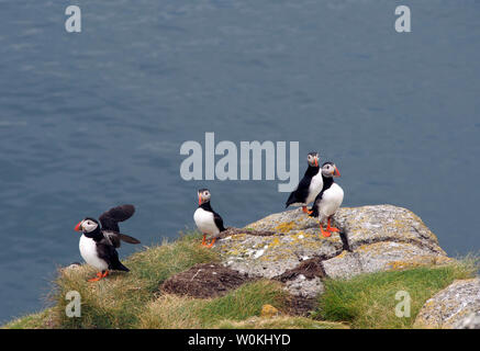 Les macareux, Galta mor, îles Shiant, Ecosse Banque D'Images