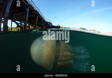 Duplex de photo sous-marine d'un baril à méduses, Jetée de Swanage Dorset en 2019 Banque D'Images