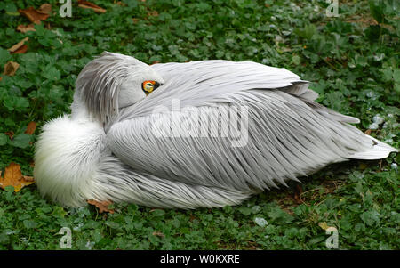 White Bird (Pelecanus crispus) reposant sur l'herbe verte de la forêt. Banque D'Images