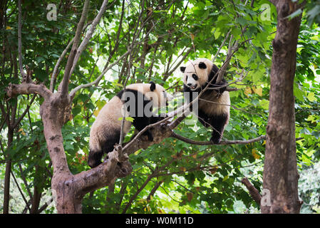 Deux pandas géants jouant dans un arbre Banque D'Images