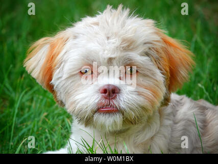 Sweet Cute Animal de chien sur l'herbe verte Banque D'Images