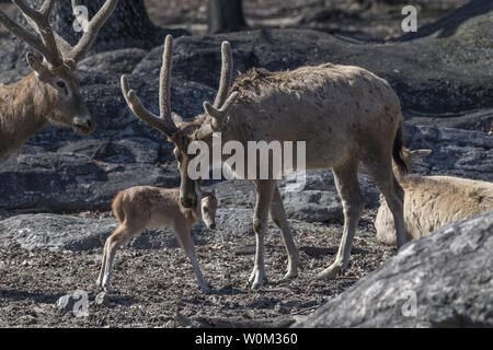 Le troupeau de cerfs du Père David à la Wildlife Conservation Society's Bronx Zoo juste obtenu un peu plus grand comme on le voit dans ces photos publié le 21 avril 2017. Les quatre petits, deux mâles et deux femelles sont tous nés de mères différentes. Un mâle et une femelle nés le 7 avril, tandis que l'autre deux cerfs sont arrivés le 15 avril. Tous sont en exposition actuellement avec le troupeau. Le Pere David's deer pourrait sembler quelque peu modeste, mais l'espèce a quelques adaptations à la différence de toutes les autres cerfs. Ils ont une longue queue, de la direction générale-comme les bois, sabots évasés et qui pourraient indiquer qu'ils sont adaptés pour vivre dans un marais-lik Banque D'Images