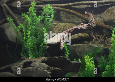 Depuis 2009, le personnel de la Wildlife Conservation Society's zoo du Bronx ont travaillé dans les coulisses pour enregistrer l'hellbender. Maintenant, cette salamandre insaisissable peut être vu dans une nouvelle exposition dans la maison du zoo de reptiles historique début avril 26, 2017. L'hellbender est une espèce d'eau douce indigènes de la salamandre de rivières et cours d'eau dans l'Est de l'Amérique du Nord. Les listes de l'État de New York le hellbender en tant qu'espèce préoccupante. Les populations sont en déclin en raison de plusieurs facteurs, y compris plus de champignon chytride, la pollution de l'eau, et la destruction de l'habitat. Photo par Julie Larsen Maher/WCS/UPI Banque D'Images