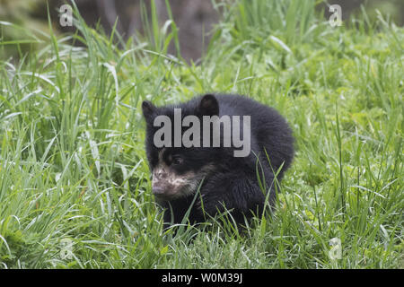 Un homme de l'ours andin cub, né au cours de l'hiver à la WCS (Wildlife Conservation Society) Queens Zoo, a fait ses débuts comme le montre cette photographie publié le 4 mai 2017. La CUB est le premier ours andin né à New York City. La cub sans nom pèse maintenant 25lbs et est prêt à s'aventurer dans l'habitat de l'ours du zoo avec sa mère de commencer à explorer. Ours andin sont les seules espèces d'ours originaire d'Amérique du Sud. Ils sont également connus comme les ours à lunettes en raison de les marques sur leurs visages qui ressemblent parfois à des lunettes. Ils ont d'une manière caractéristique des visages et court sont relativement petits compariso Banque D'Images