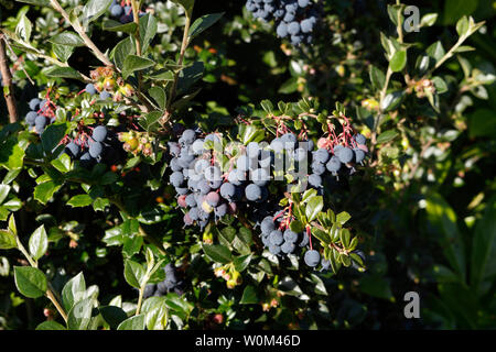 Bush de Mahonia Mahonia aquifolium, fruits en Banque D'Images