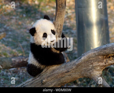 Tai Shan, le panda géant cub au Smithsonian's National Zoo, se sont aventurés à l'extérieur pour la première fois le 22 décembre 2005 sous l'œil attentif de sa mère, Mei Xiang. Les cinq mois cub exploré son exposition extérieure cour, grimpaient sur les arbres tombés et lutta avec sa mère. (Photo d'UPI/Jessie Cohen/Smithsonian's National Zoo) Banque D'Images