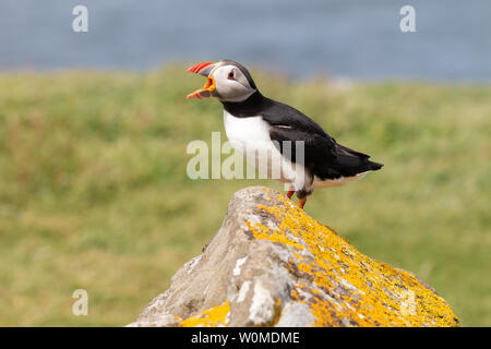 Macareux moine avec la bouche ouverte, appelant les Lunga, Treshnish Isles, Ecosse Banque D'Images