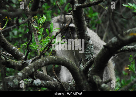 Un mignon petit singe caché derrière des branches d'un arbre en Afrique du Sud. Banque D'Images