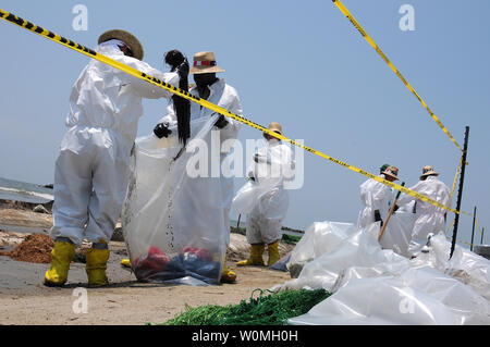 Un travailleur de la santé de la sécurité et de l'environnement met un morceau de piège huilé-boom dans un sac de sorte qu'il peut être éliminé à Port Fourchon, en Louisiane, le 29 mai 2010. Des centaines de la Santé Sécurité et environnement (SSE), les travailleurs à contrat par BP sont le nettoyage de l'huile/Deepwater Horizon BP oil spill, qui a commencé à faire la vaisselle sur les plages ici un mois après l'unité de forage a explosé. U.S. UPI/Patrick Kelley/US Coast Guard Banque D'Images