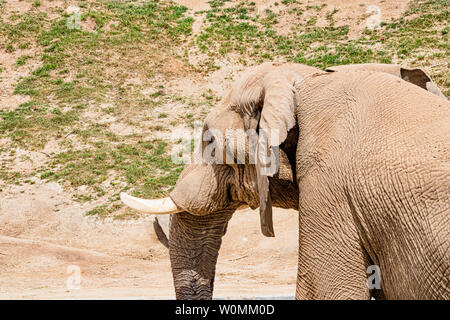 L'éléphant, l'éléphant mâle mâle unique de profil, espèce en voie de disparition à San Diego, en Californie, le parc safari de la faune à l'extérieur Banque D'Images