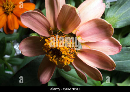 Photographie d'une fleur cultivée à l'intérieur de l'Zinnia installation Veggie à bord de la Station spatiale internationale, adoptée le 26 janvier 2016, et publiée par la NASA. Les zinnias sont une partie de l'expérience de la récolte la floraison, qui a commencé le 16 novembre 2015, lorsque l'astronaute de la NASA Kjell Lindgren activé le système d'enracinement et de ses légumes 'coussins' contenant des graines de zinnia. Le difficile processus de l'expansion des zinnias a fourni une occasion exceptionnelle pour les scientifiques sur Terre afin de mieux comprendre comment les plantes poussent en microgravité, et pour les astronautes à pratiquer ce qu'ils vont être chargés d'un espace profond mis Banque D'Images