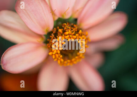 Photographie d'une fleur cultivée à l'intérieur de l'Zinnia installation Veggie à bord de la Station spatiale internationale, adoptée le 25 janvier 2016, et publiée par la NASA. Les zinnias sont une partie de l'expérience de la récolte la floraison, qui a commencé le 16 novembre 2015, lorsque l'astronaute de la NASA Kjell Lindgren activé le système d'enracinement et de ses légumes 'coussins' contenant des graines de zinnia. Le difficile processus de l'expansion des zinnias a fourni une occasion exceptionnelle pour les scientifiques sur Terre afin de mieux comprendre comment les plantes poussent en microgravité, et pour les astronautes à pratiquer ce qu'ils vont être chargés d'un espace profond mis Banque D'Images