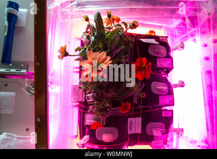 Photographie d'une fleur cultivée à l'intérieur de l'Zinnia installation Veggie à bord de la Station spatiale internationale, adoptée le 25 janvier 2016, et publiée par la NASA. Les zinnias sont une partie de l'expérience de la récolte la floraison, qui a commencé le 16 novembre 2015, lorsque l'astronaute de la NASA Kjell Lindgren activé le système d'enracinement et de ses légumes 'coussins' contenant des graines de zinnia. Le difficile processus de l'expansion des zinnias a fourni une occasion exceptionnelle pour les scientifiques sur Terre afin de mieux comprendre comment les plantes poussent en microgravité, et pour les astronautes à pratiquer ce qu'ils vont être chargés d'un espace profond mis Banque D'Images