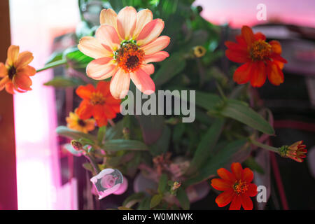 Photographie d'une fleur cultivée à l'intérieur de l'Zinnia installation Veggie à bord de la Station spatiale internationale, adoptée le 25 janvier 2016, et publiée par la NASA. Les zinnias sont une partie de l'expérience de la récolte la floraison, qui a commencé le 16 novembre 2015, lorsque l'astronaute de la NASA Kjell Lindgren activé le système d'enracinement et de ses légumes 'coussins' contenant des graines de zinnia. Le difficile processus de l'expansion des zinnias a fourni une occasion exceptionnelle pour les scientifiques sur Terre afin de mieux comprendre comment les plantes poussent en microgravité, et pour les astronautes à pratiquer ce qu'ils vont être chargés d'un espace profond mis Banque D'Images